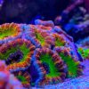 Sexy Coral 13