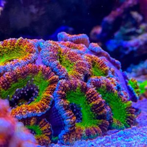 Sexy Coral 13