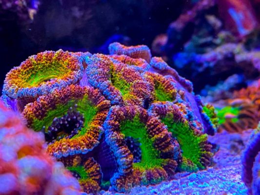 Sexy Coral 13
