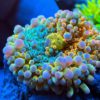 Sexy Coral 6