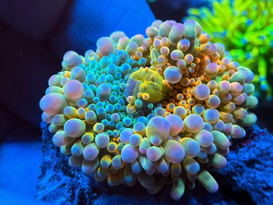 Beautiful Corals