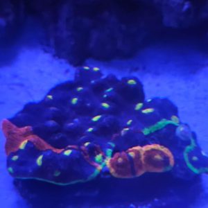 Sexy Coral 8