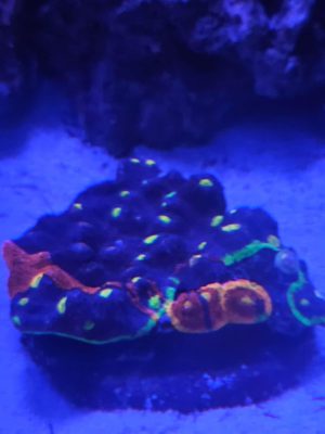 Sexy Coral 8