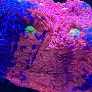 Sexy Coral 14
