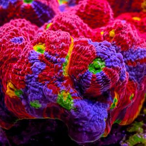 Amazing Corals