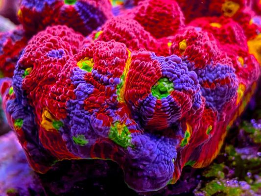 Amazing Corals