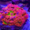 Sexy Coral 5