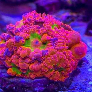 Sexy Coral 5