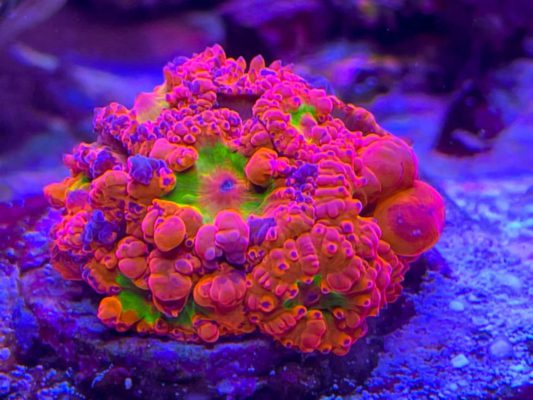 Sexy Coral 5