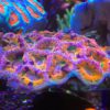 Sexy Coral 11