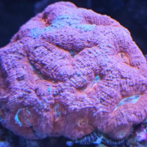 Sexy Coral 10