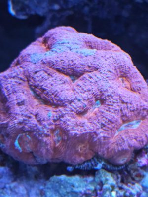 Sexy Coral 10