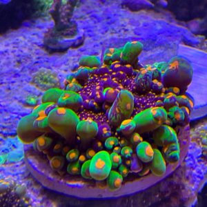 Special Corals