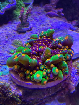 Special Corals