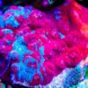Sexy Coral 4