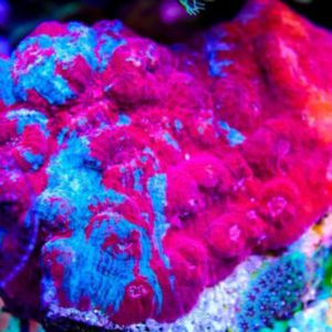 Sexy Coral 4