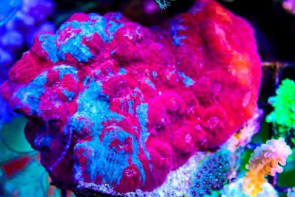 Sexy Coral 4