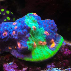 Sexy Coral 2