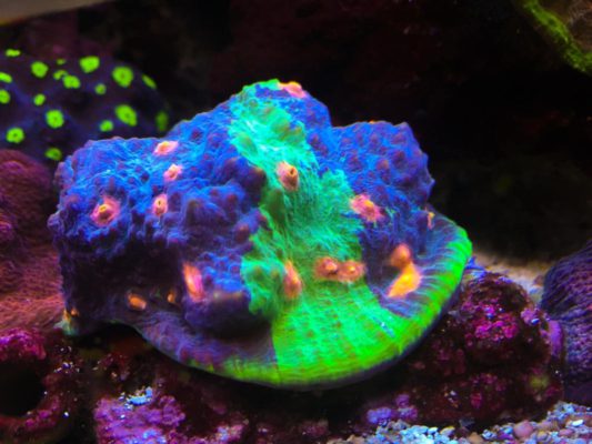 Sexy Corals