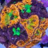 Sexy Coral 1