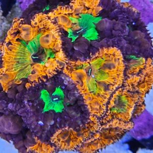 Corals