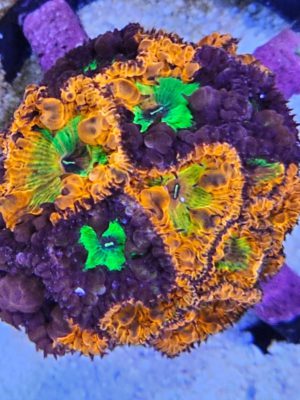 Corals